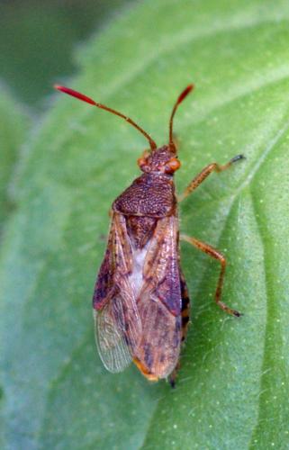 Réf. 251 898 : Rhopalus maculatus